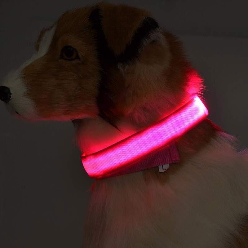 Pets luminous collar from paetown