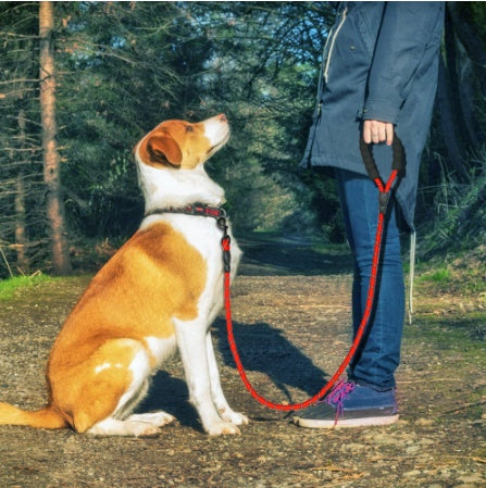 Reflective dog leash from peatown