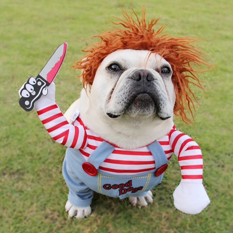 Halloween pet clothes from paetown store