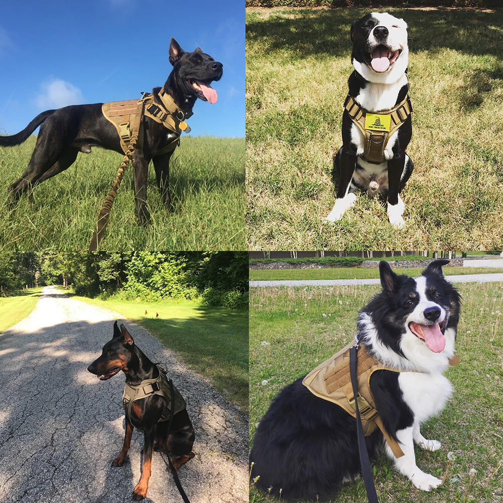 Adjustable pets herness from paetown store on various dogs in outdoor settings.