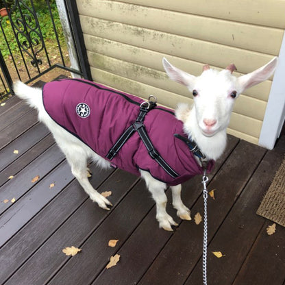 waterproof dog clothe from paetown stores